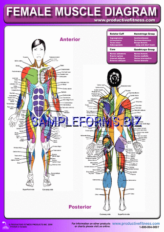 Female Muscle Diagram pdf free