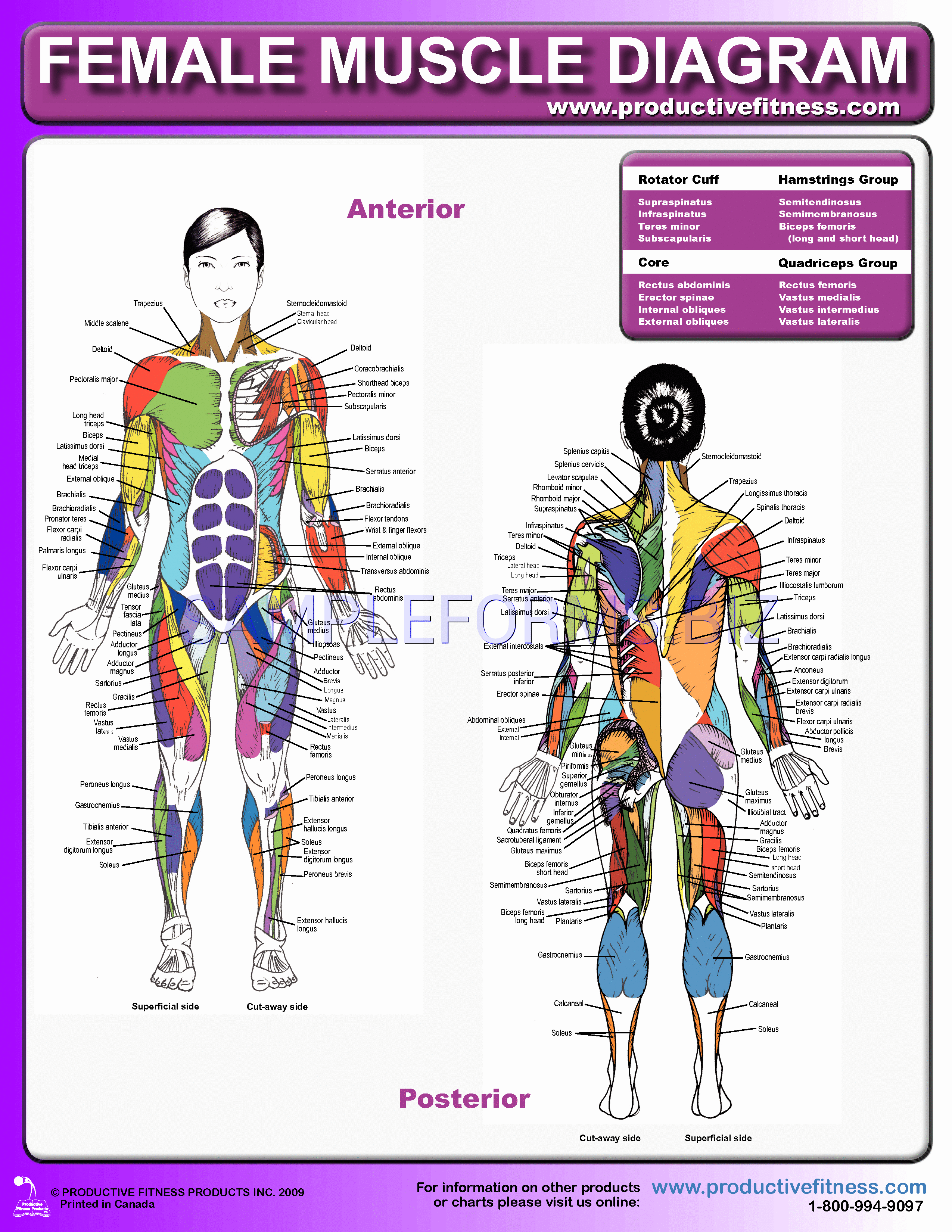 Preview free downloadable Female Muscle Diagram in PDF (page 1)