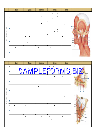 Muscle Chart 1 pdf free