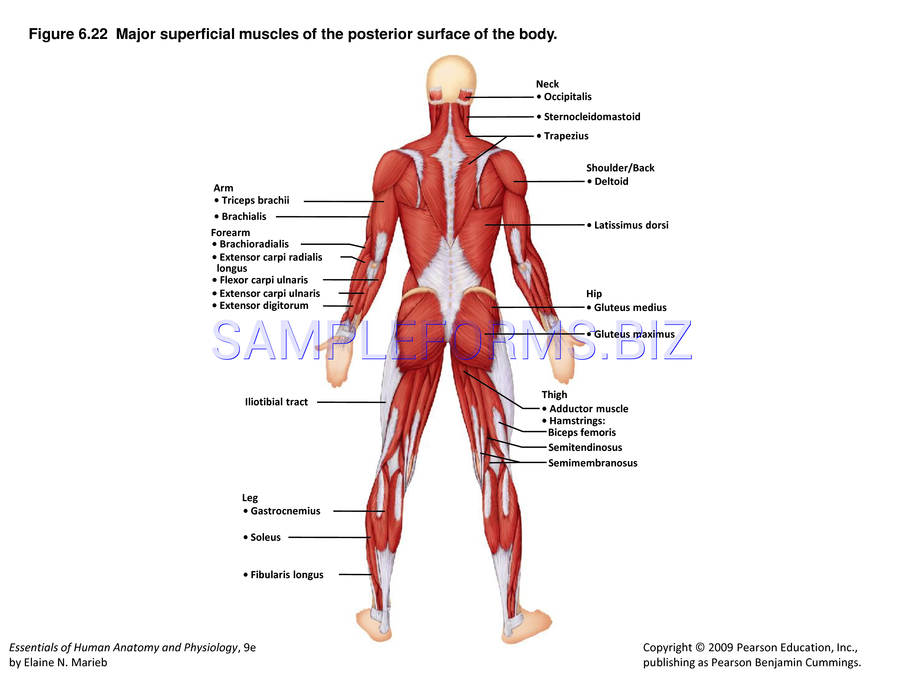Preview free downloadable Muscle Chart 2 in PDF (page 12)