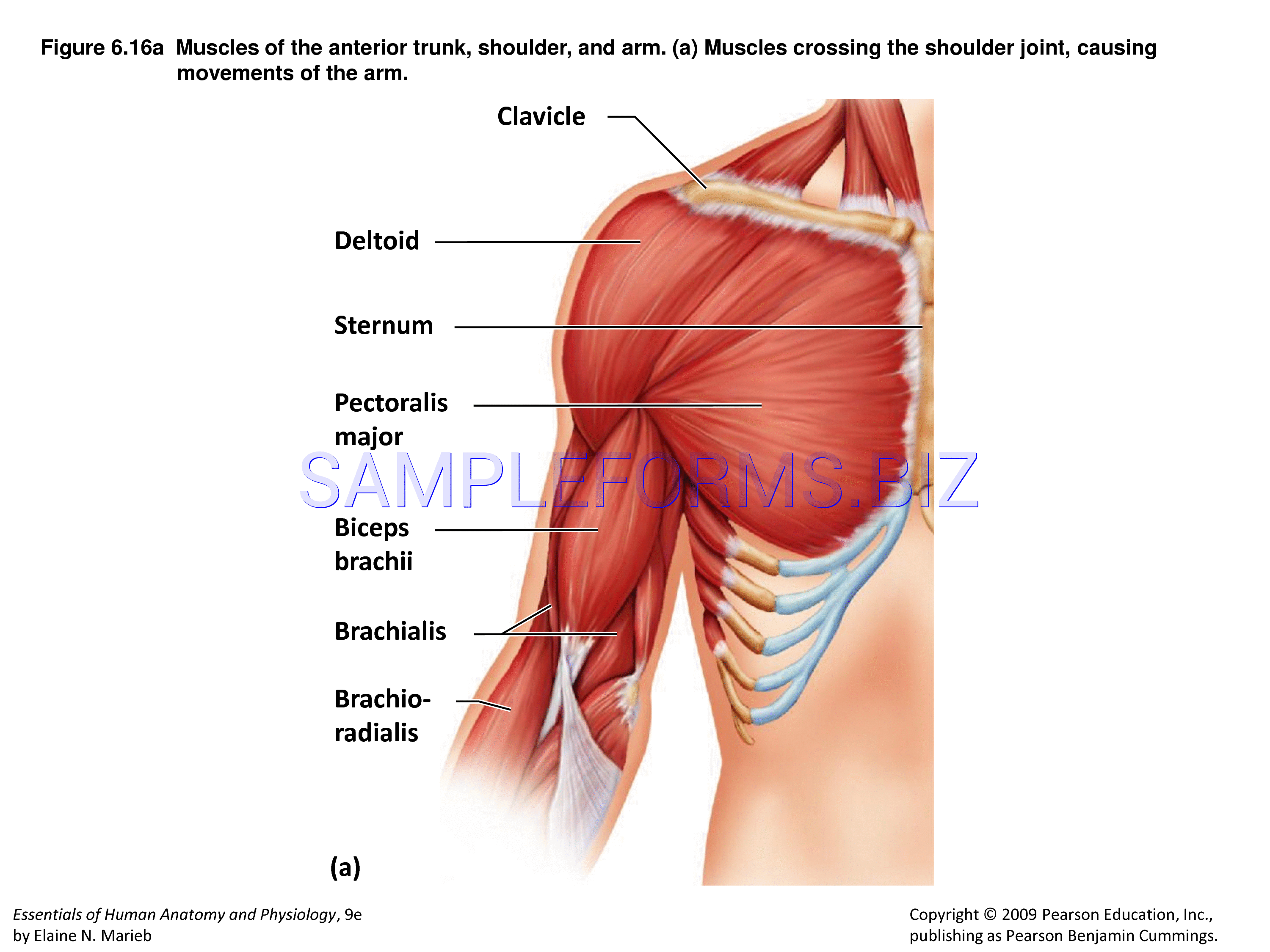Preview free downloadable Muscle Chart 2 in PDF (page 3)