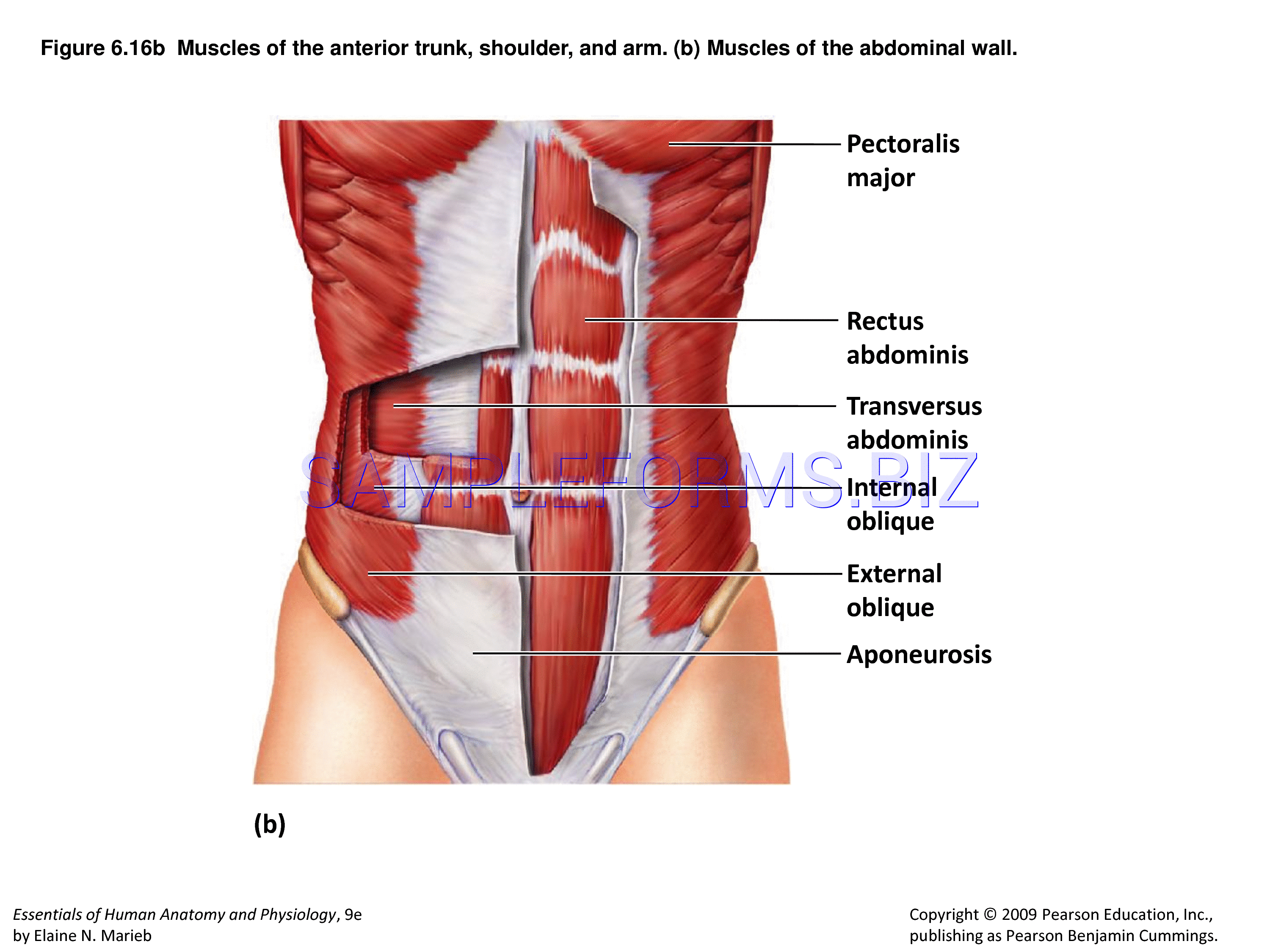 Preview free downloadable Muscle Chart 2 in PDF (page 4)