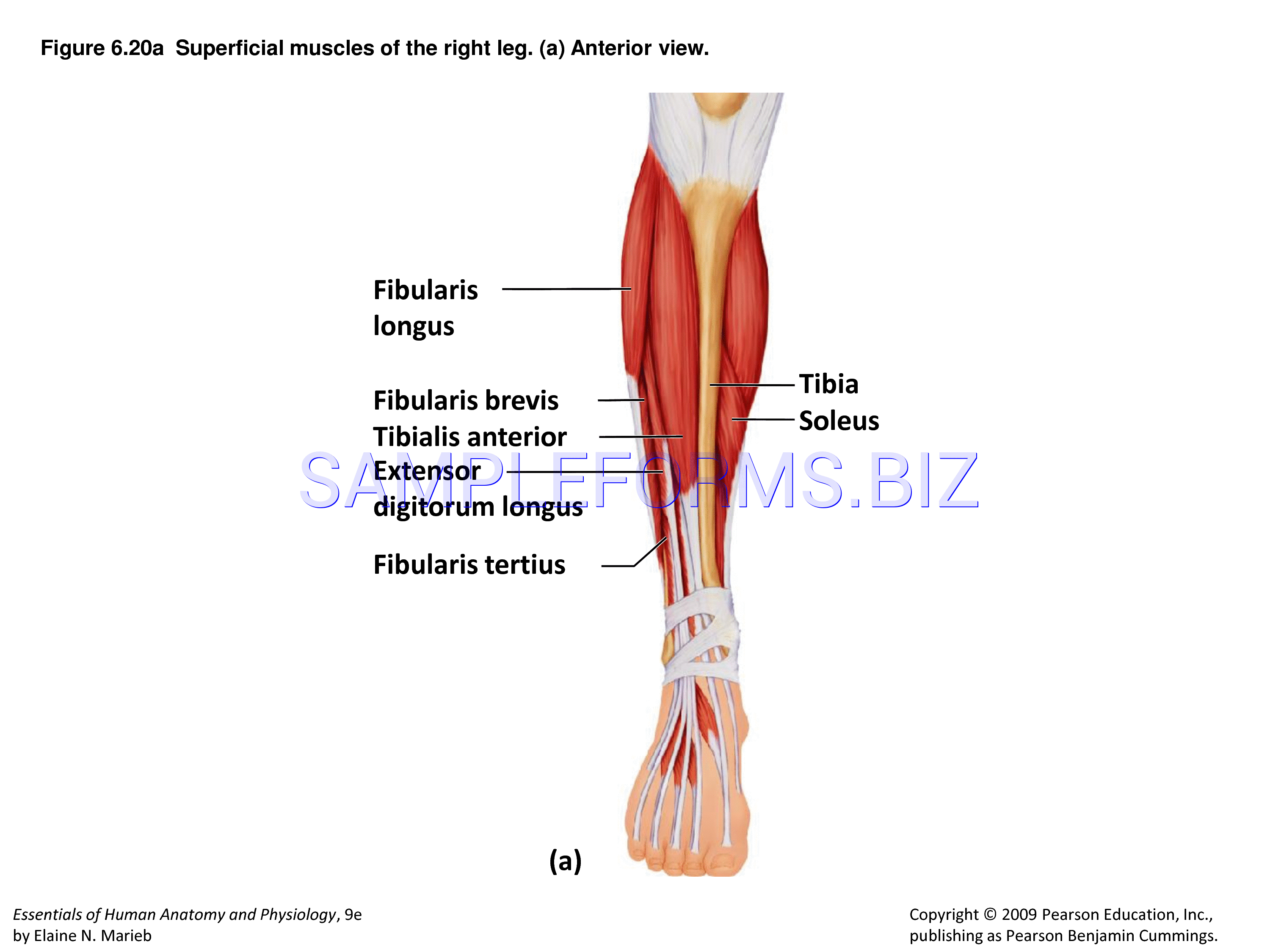 Preview free downloadable Muscle Chart 2 in PDF (page 9)